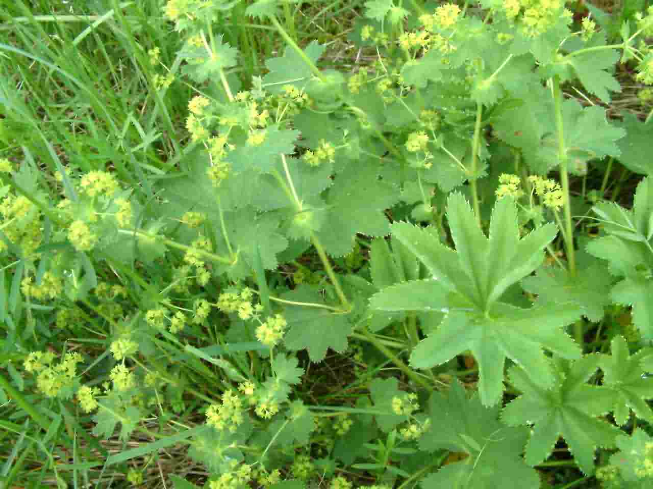 Alchemilla monticola