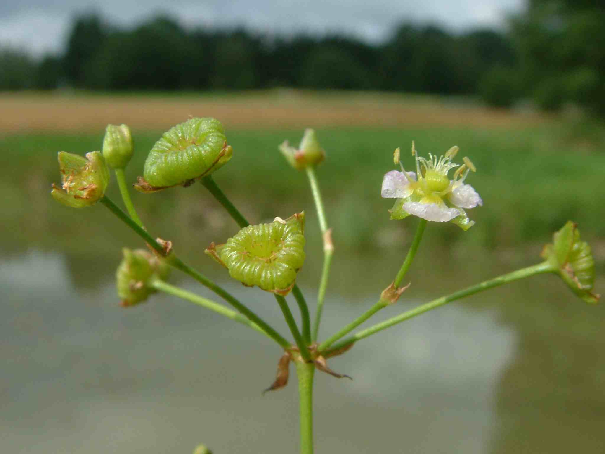 Alisma plantago-aquatica 2