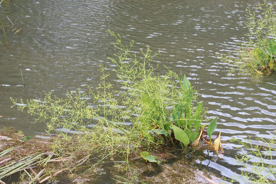 Alisma plantago-aquatica 1