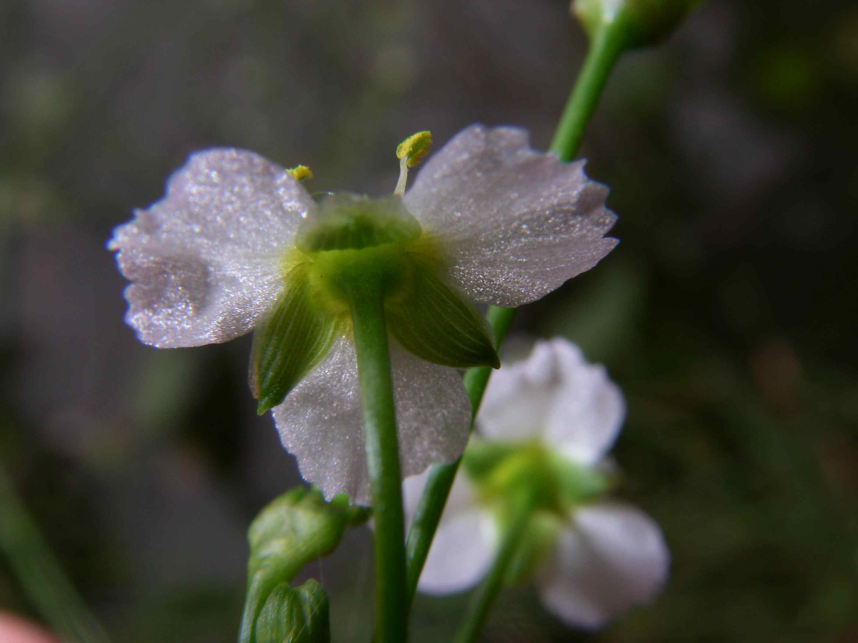 Alisma plantago-aquatica 4