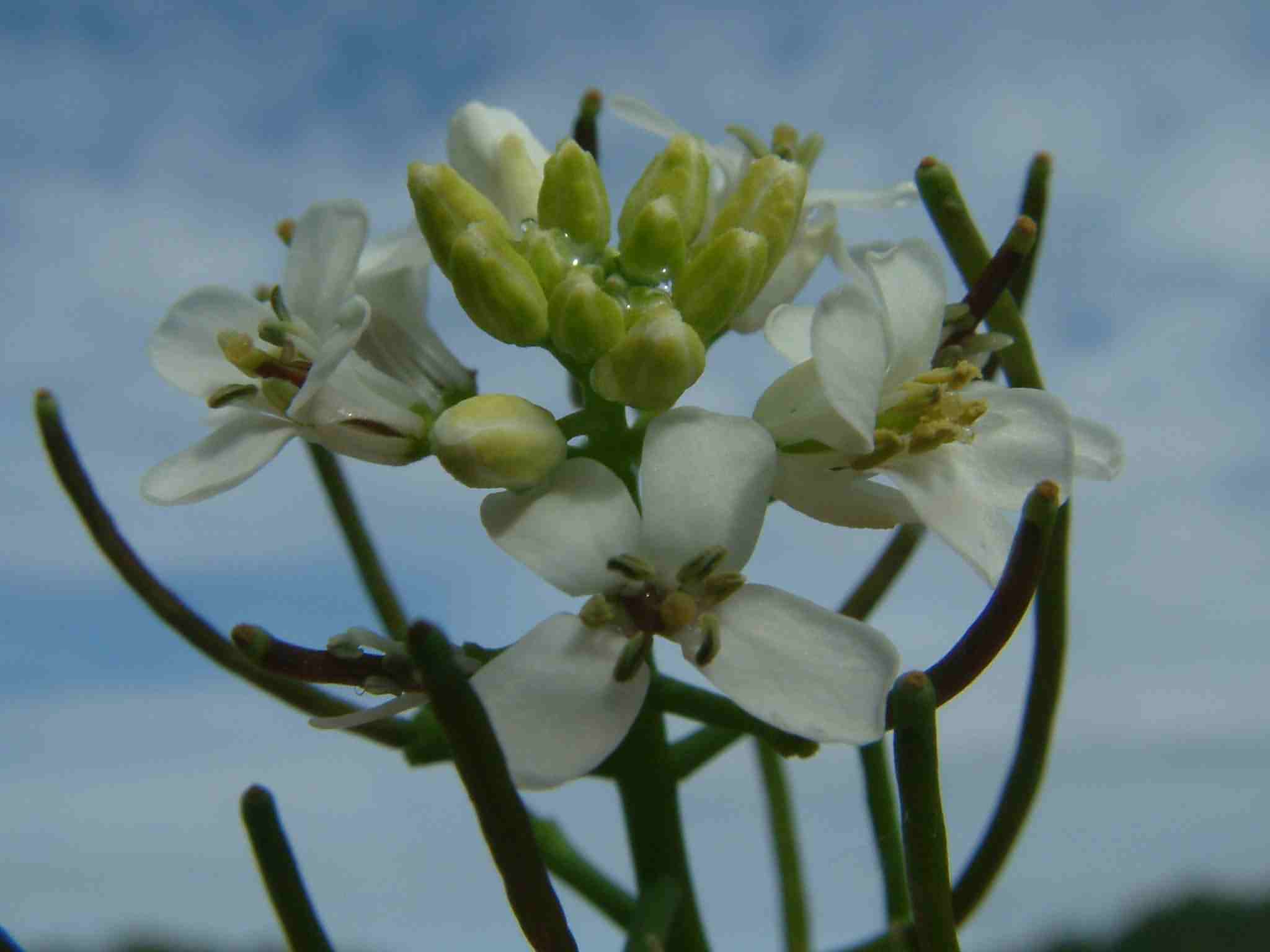 Alliaria petiolata 2