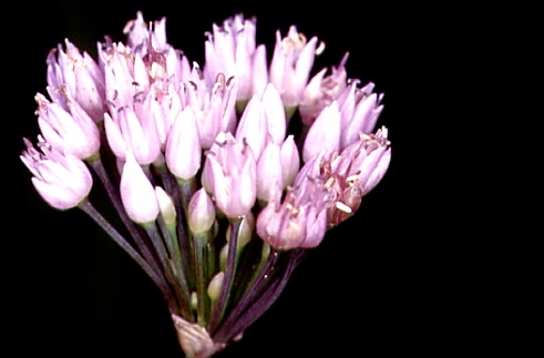 Allium angulosum 2