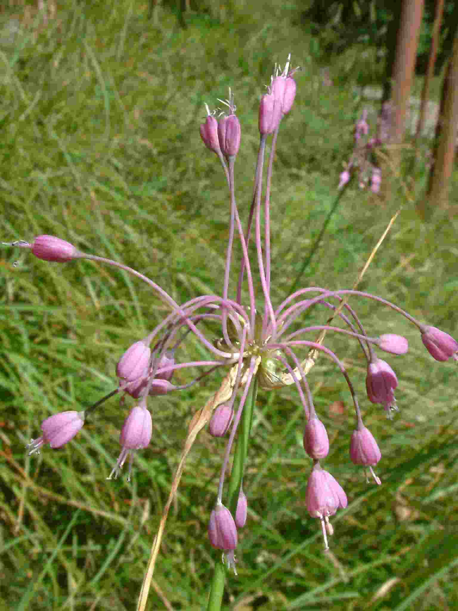 Allium carinatum 1
