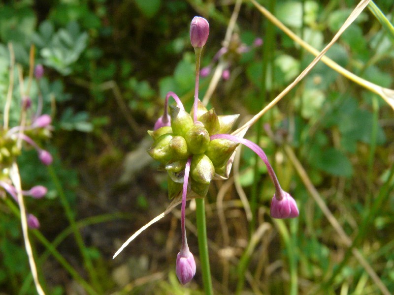 Allium carinatum 2