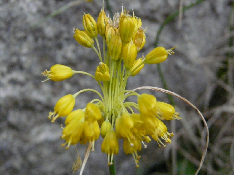 Allium flavum