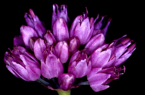 Allium senescens 2