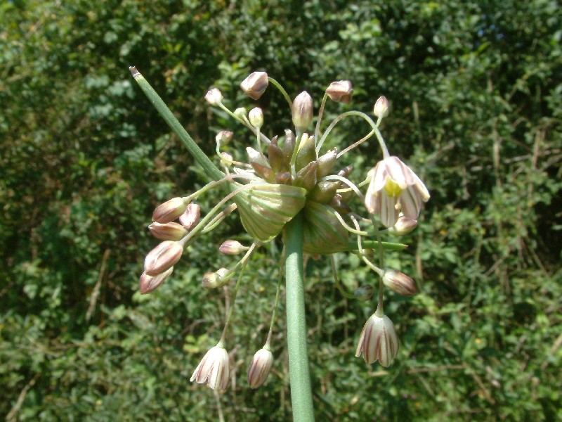 Allium oleraceum 1