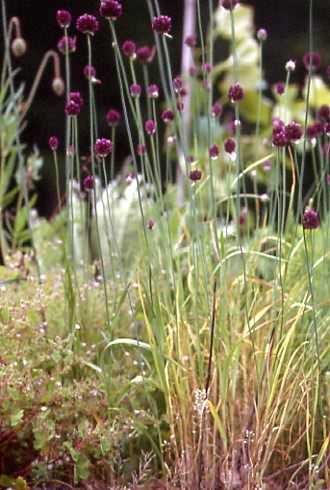 Allium rotundum 1