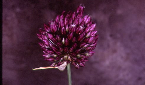 Allium rotundum 2