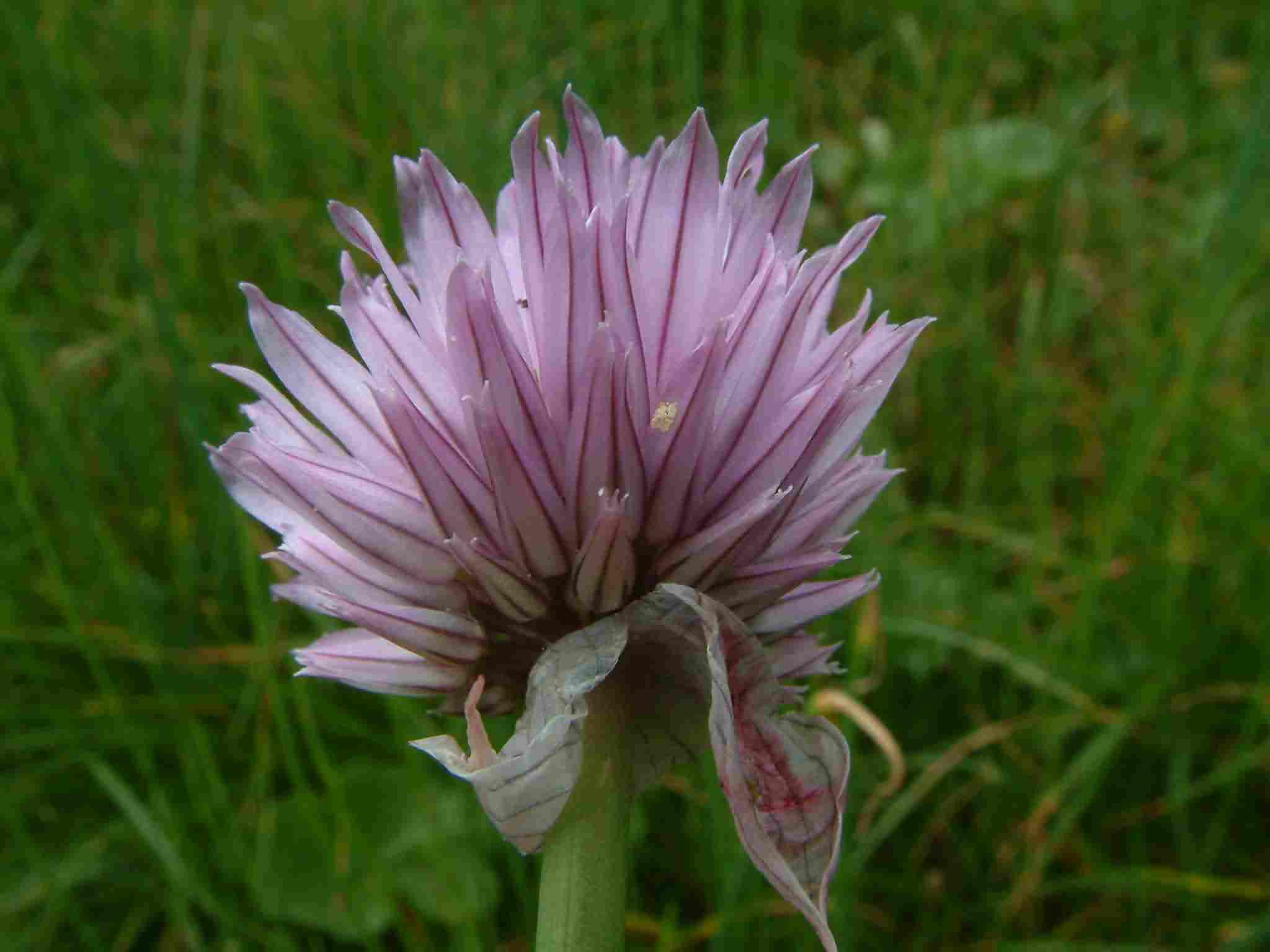 Allium schoenoprasum 2