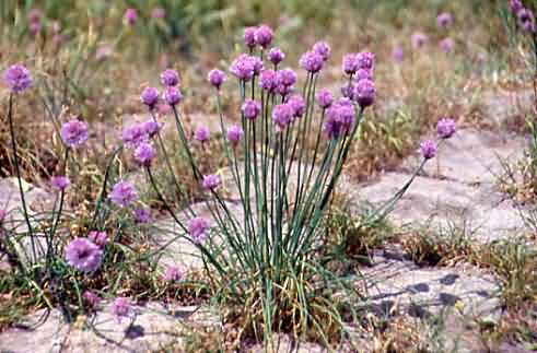 Allium schoenoprasum 1