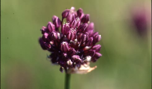 Allium scorodoprasum subsp. scorodoprasum