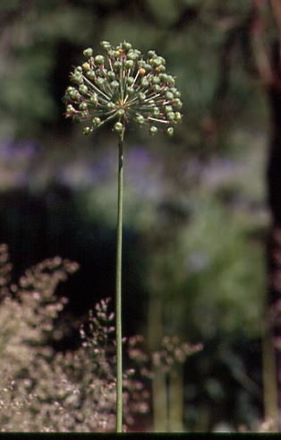 Allium sphaerocephalon 2