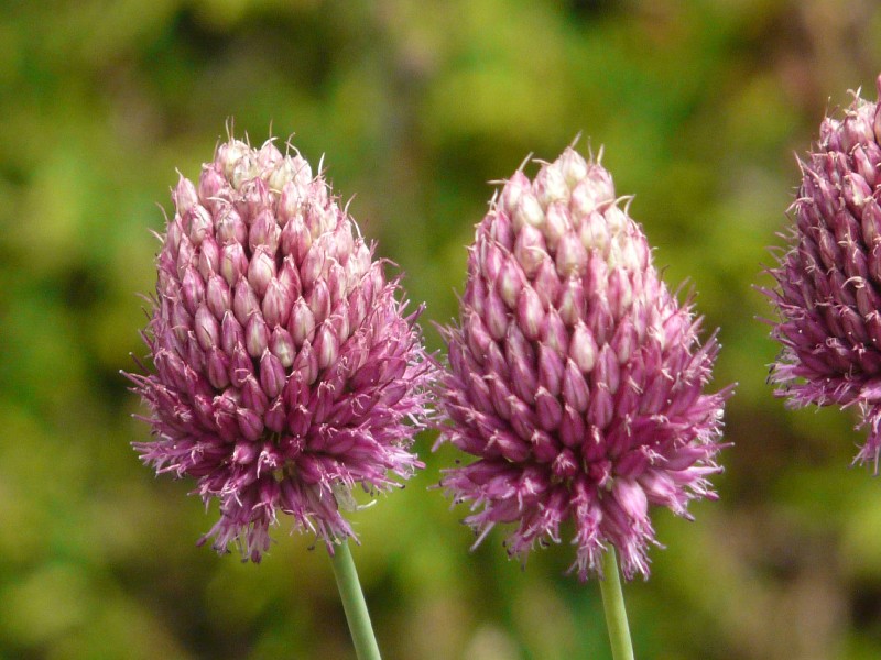 Allium sphaerocephalon 1