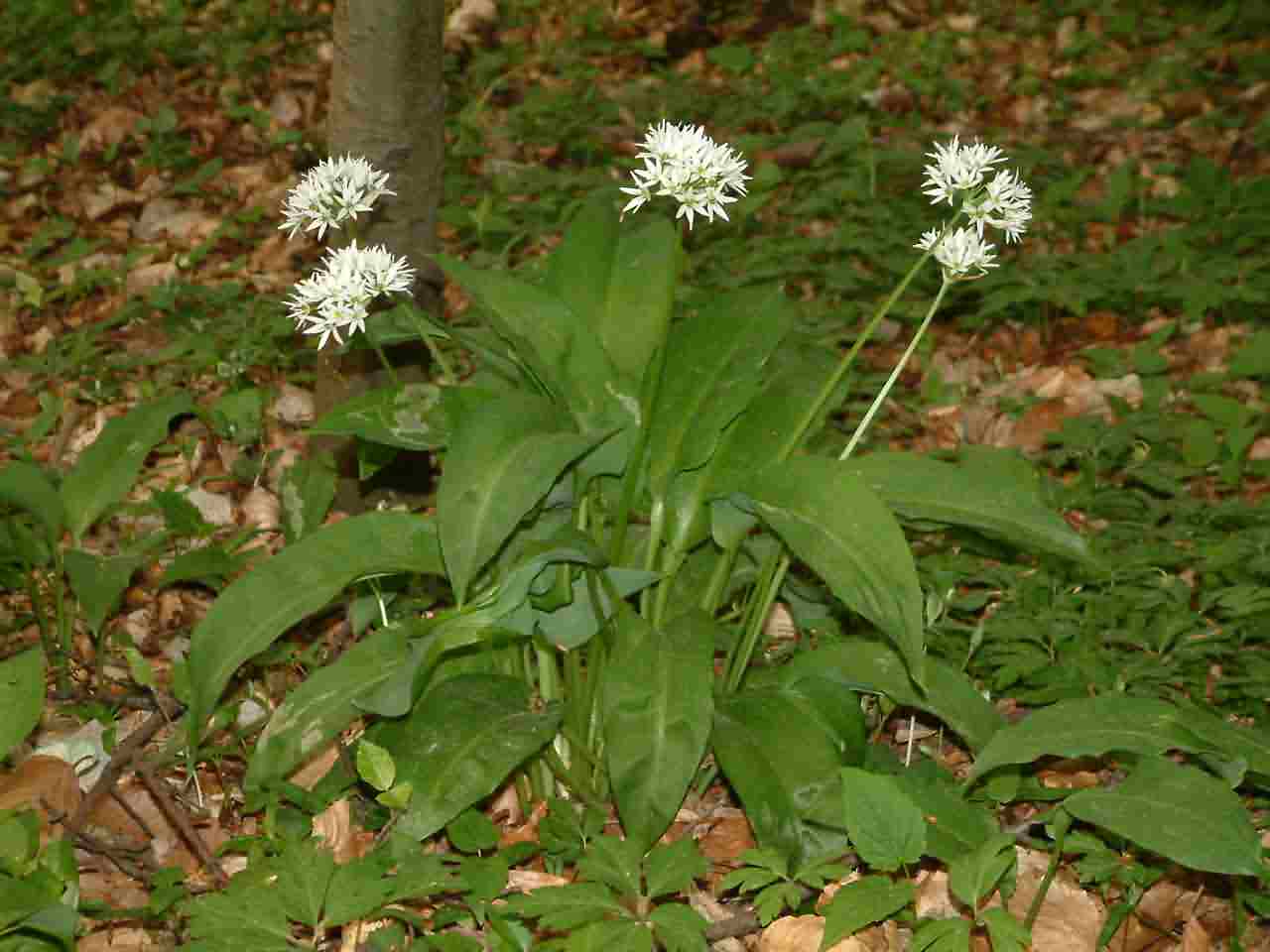 Allium ursinum 1