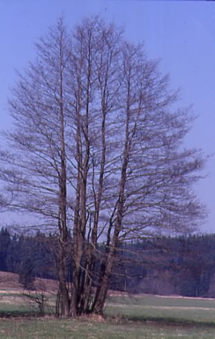 Alnus glutinosa 4