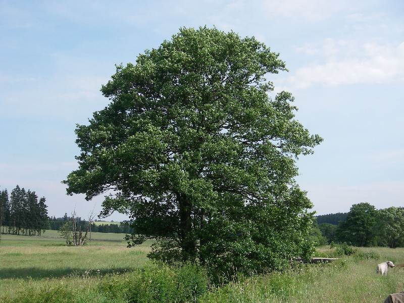 Alnus glutinosa 3