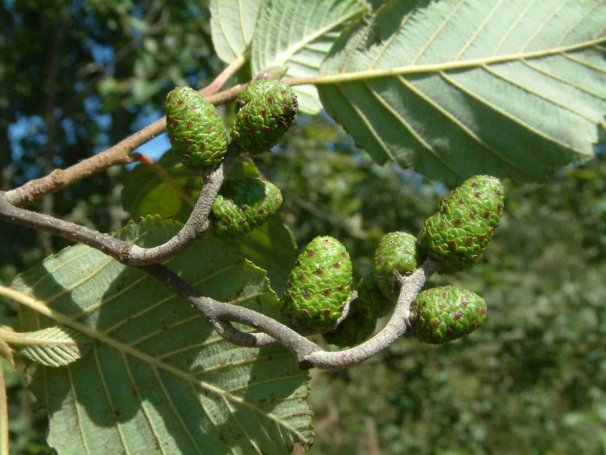 Alnus incana 1