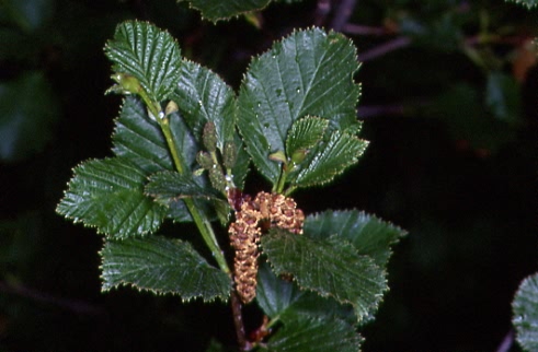 Alnus alnobetula 1