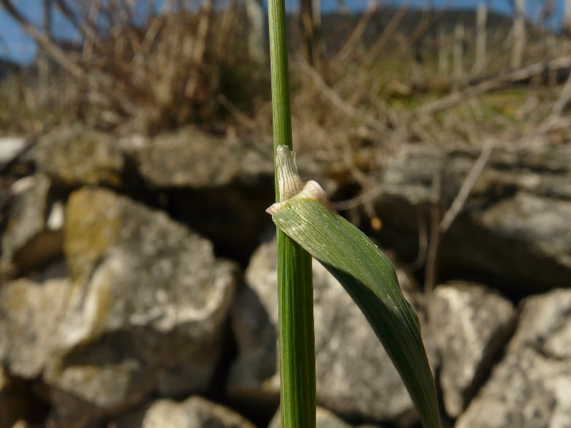 Alopecurus myosuroides 2