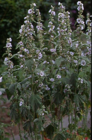 Althaea officinalis 1