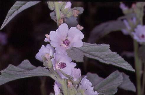 Althaea officinalis 2