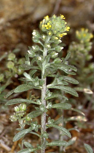 Alyssum alyssoides 2