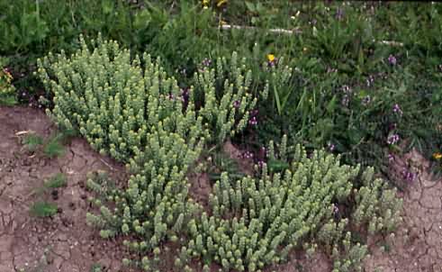 Alyssum alyssoides 1