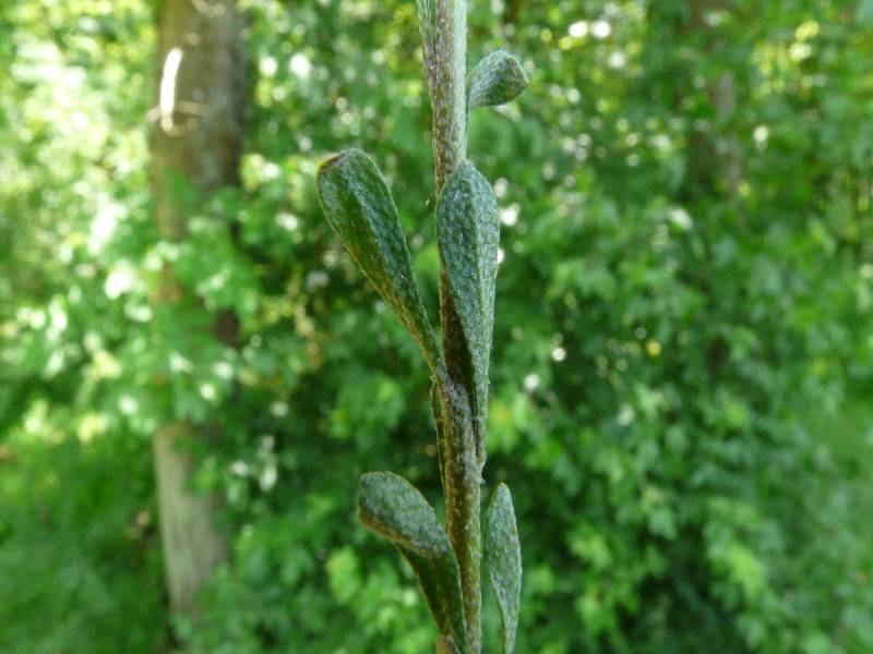 Alyssum alyssoides 3