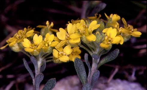 Alyssum montanum