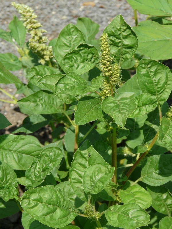 Amaranthus blitum 1