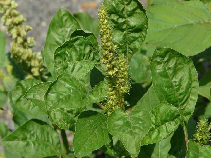 Amaranthus blitum 2