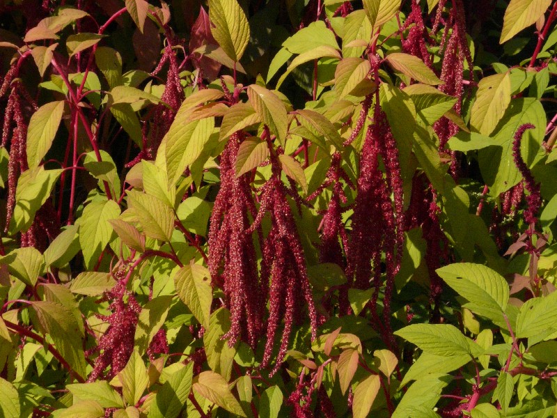 Amaranthus caudatus 1