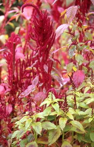 Amaranthus cruentus