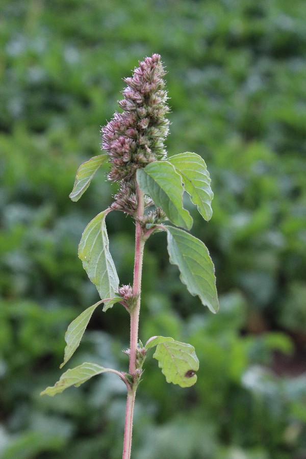 Amaranthus retroflexus 1