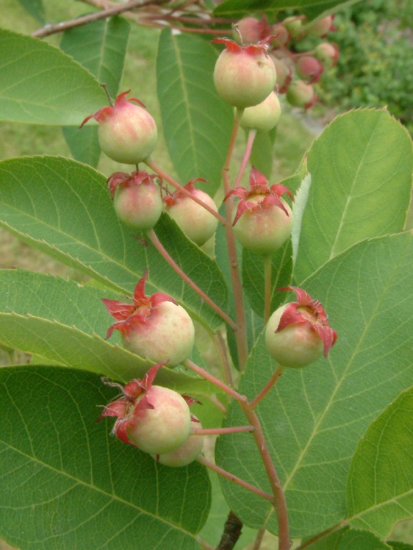 Amelanchier lamarckii 2