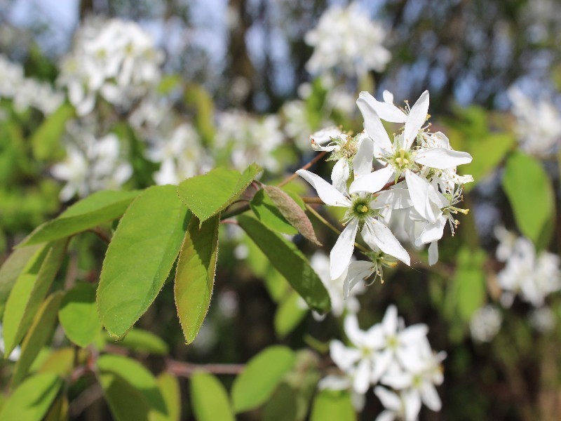 Amelanchier lamarckii 1