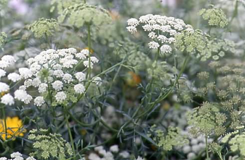 Ammi majus 1