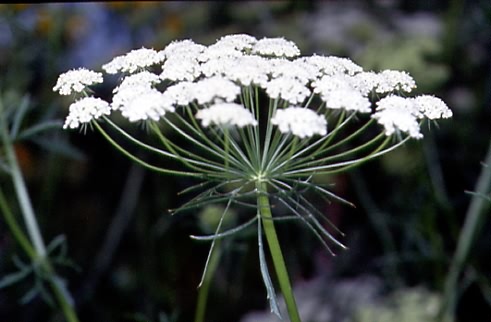 Ammi majus 2