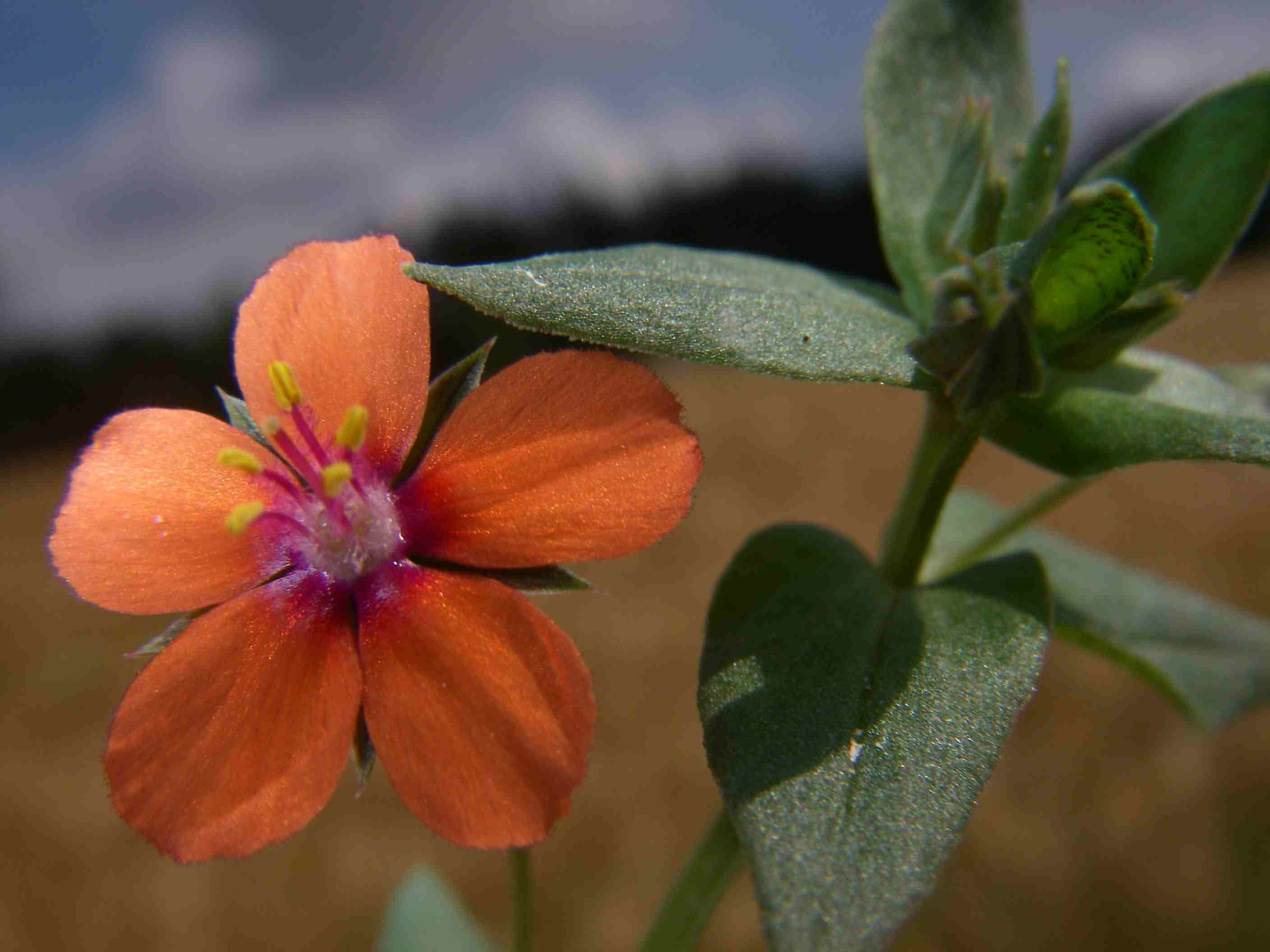 Anagallis arvensis 1