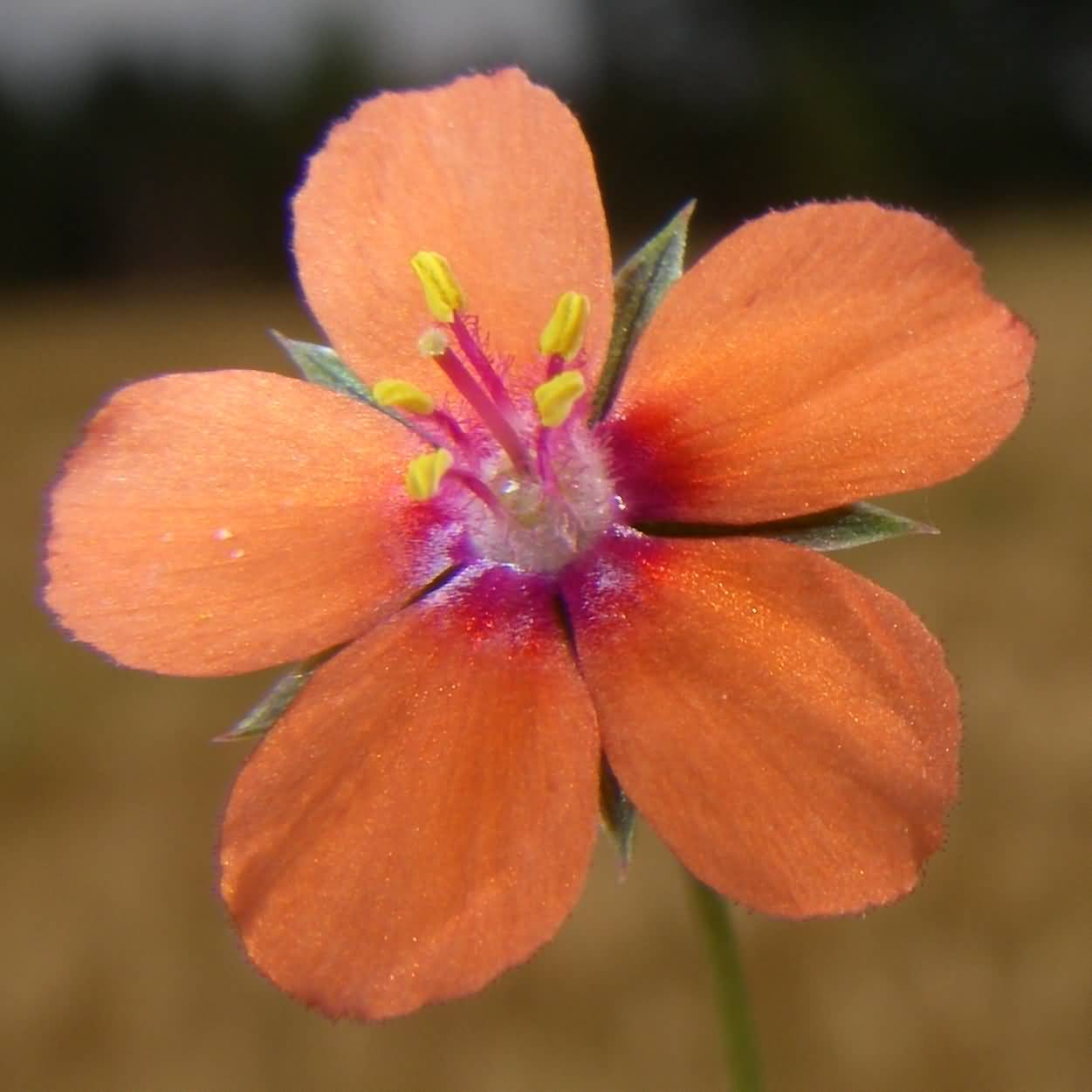 Anagallis arvensis 2