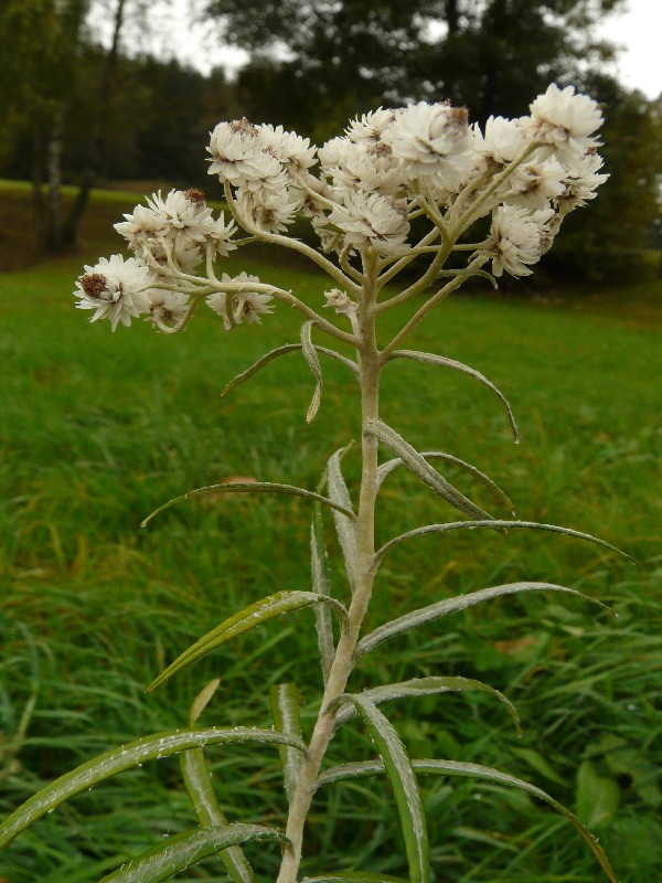 Anaphalis margaritacea2