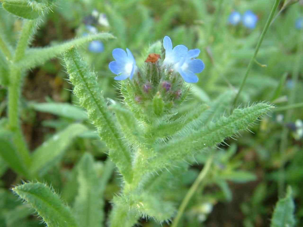 Anchusa arvensis 2