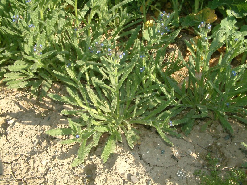 Anchusa arvensis 1