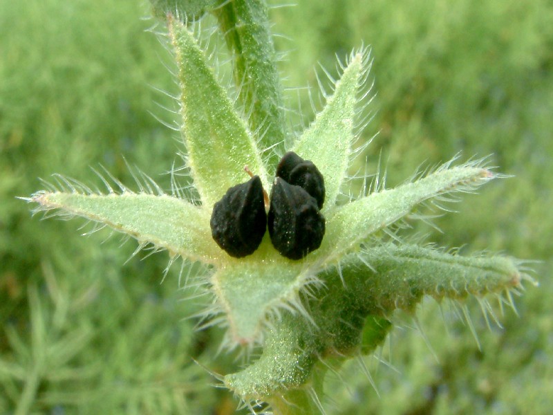 Anchusa arvensis 4