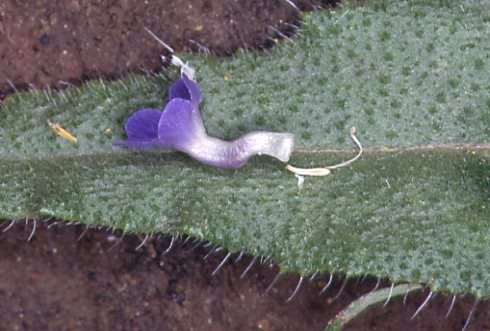 Anchusa arvensis 3