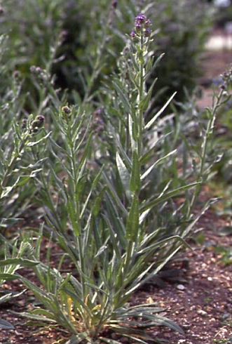 Anchusa azurea 1