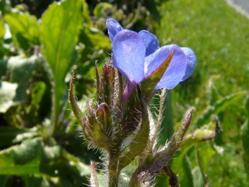 Anchusa azurea 2