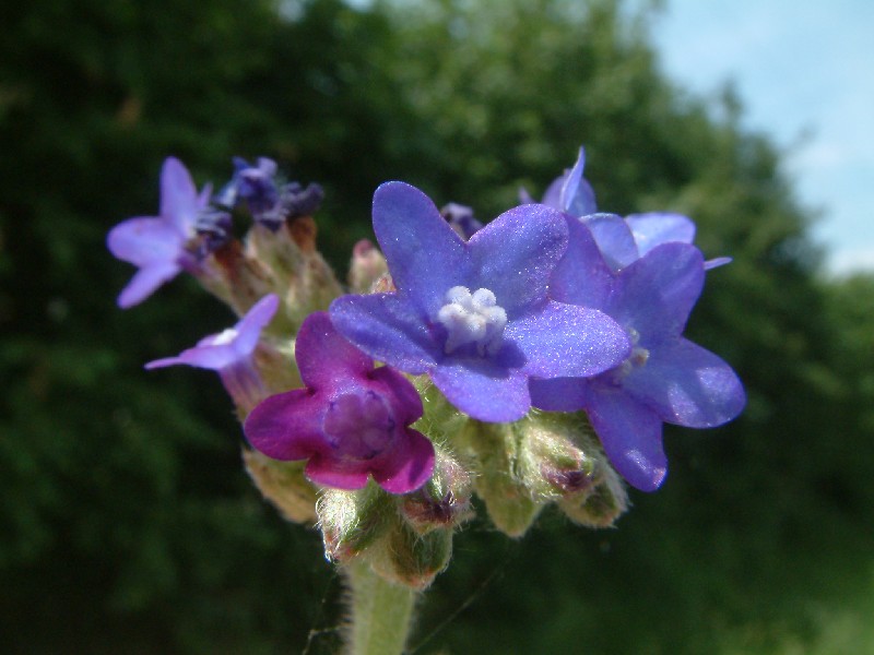 Anchusa officinalis 4