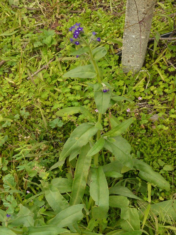 Anchusa officinalis 1